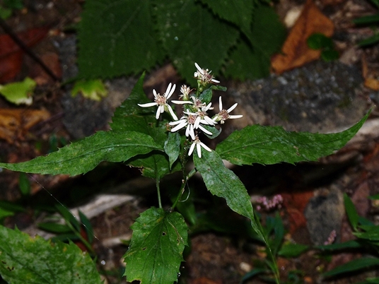 {Oclemena acuminata}